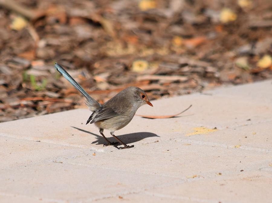 Wren fairy - 006.JPG